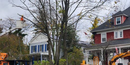 Tree Removal, Tree Cutting, Tree Service, Free Estimates